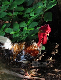 a rooster walking through the woods