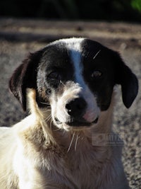 a black and white dog laying on the ground