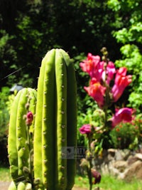 a green cactus with pink flowers