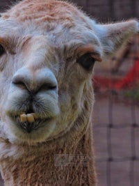 a close up of a llama with its mouth open