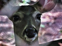 a close up of a deer's face