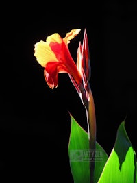 a bright orange flower on a green leaf