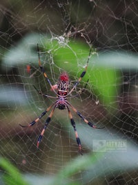 a large spider sitting in its web