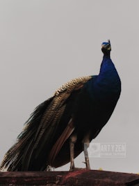 a peacock is standing on top of a wooden board