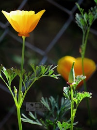 a yellow flower is growing in front of a chain link fence