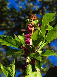 a plant with purple berries and leaves against a blue sky