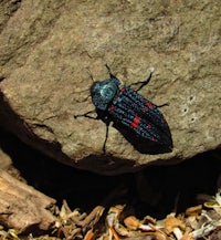 a black and red beetle sitting on a rock