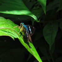 a blue and black butterfly sitting on a green leaf
