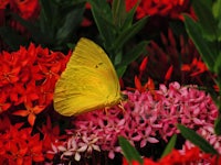 a yellow butterfly on a red flower