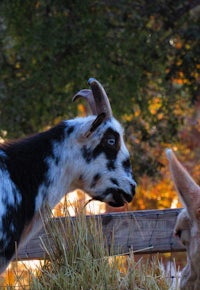 a goat and a calf standing next to each other