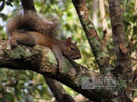 a squirrel resting on a tree branch