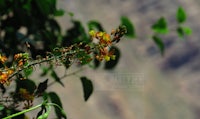 a plant with yellow flowers in front of a mountain
