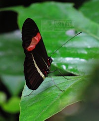 a black and red butterfly sits on a leaf