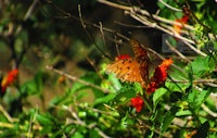 a brown butterfly perched on a red flower