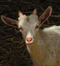 a white goat with horns looking at the camera