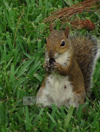 a squirrel sitting in the grass
