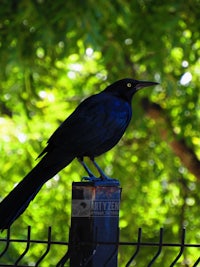 a black bird perched on a fence