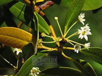 a tree with white flowers and green leaves