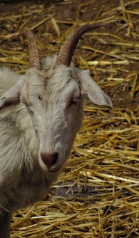 a white goat with long horns standing in straw