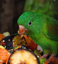 a green parrot eating a plate of food
