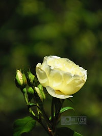 a single white rose on a green background