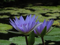 two purple water lilies in a pond