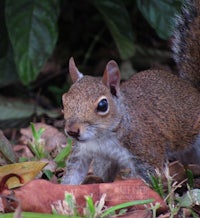 a gray squirrel standing on the ground