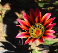 a brightly colored flower on the ground