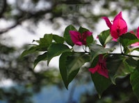 a bunch of pink flowers on a tree