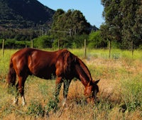 a brown horse grazing in a field