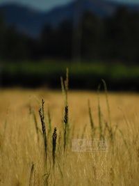 a field of wheat with mountains in the background