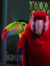 a red toucan and a blue toucan