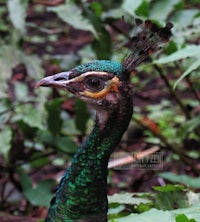a close up of a peacock with green feathers