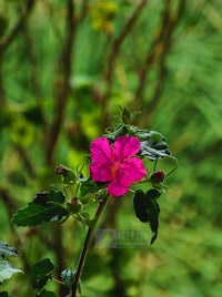 a pink flower is growing on a green plant